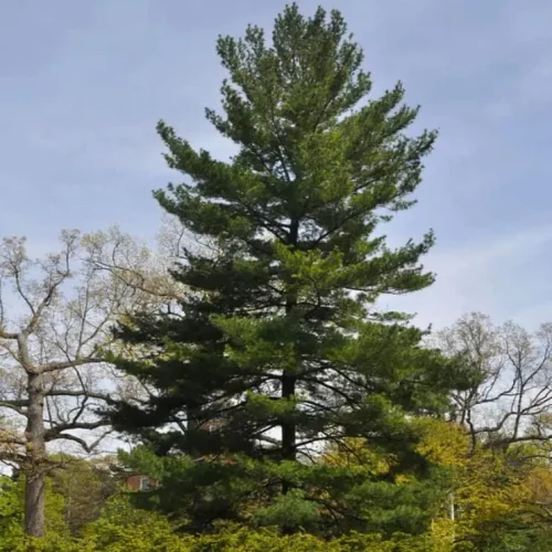 Excellent-Tree-Removal