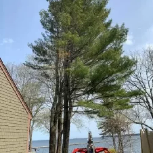 Tree-Removal-2-226x300