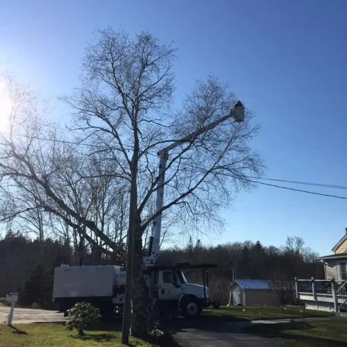 Tree-Removal-6