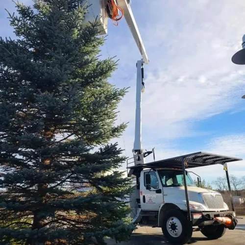 Tree-Removal-8