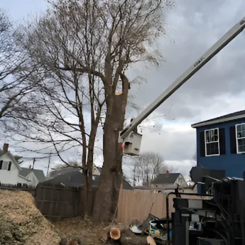 Trusted-Tree-Removal