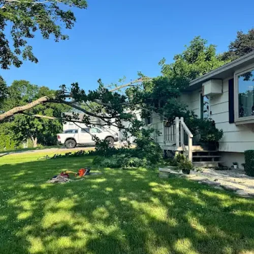 Trusted-Tree-Service